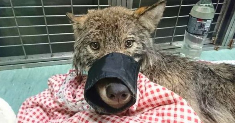 Construction Workers Rescue A 'Dog' That Isn't Actually A Dog At All, He's A Wolf