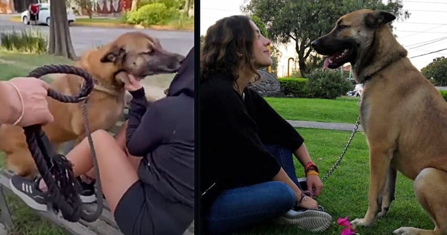 Woman on Bench Is Reunited with Her Long-lost Pet Showing True Love Just Makes 'Scents'