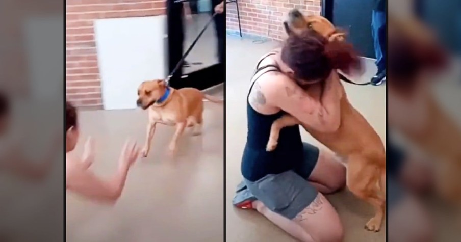 Woman Looking For a New Pet Gets Reunited With Lost Dog She Thought Was Gone Forever