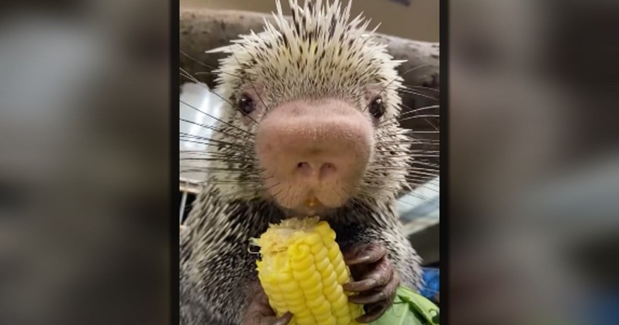 Rico The Porcupine Eating Corn Is Just The Perfect Dose Of Awww