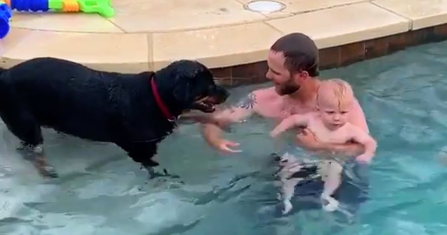 This Rottweiler Lifeguard Won't Stop Trying To Save His Tiny Human And It's Adorable