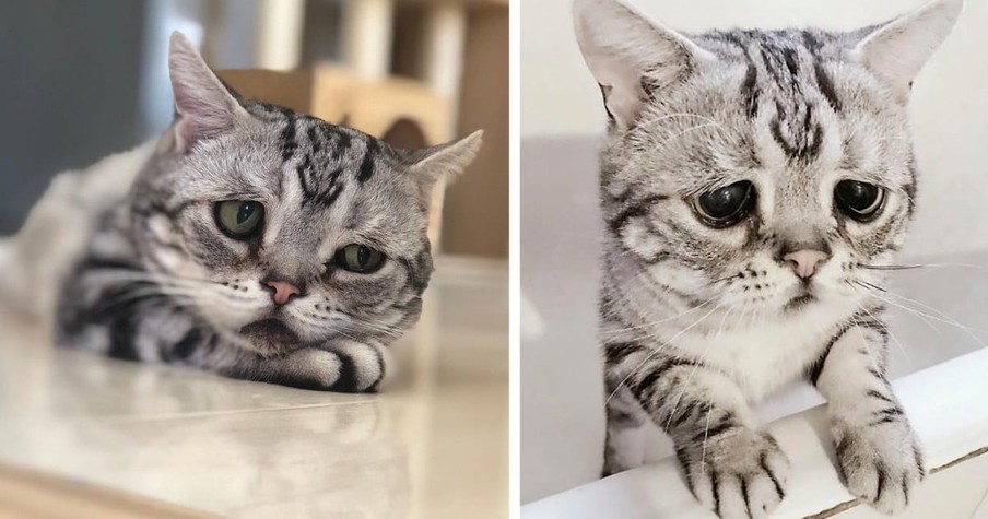 Luhu May Appear To Be The Saddest Cat In The World But Looks Can Be Deceiving