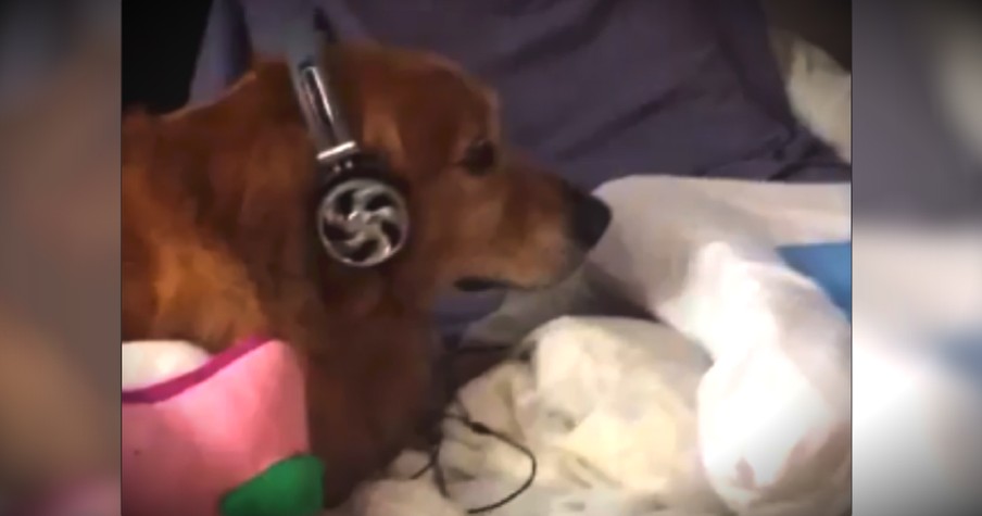 Dog Wearing Headphones: 3 Second Video Takes Internet By Storm