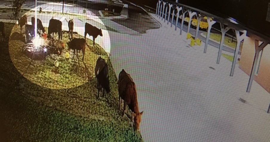 Security Cameras Reveal Who Trashed School's Pumpkin Patch And It's An 'Udder' Shame