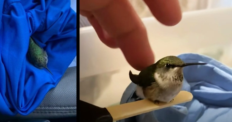 Man Steps In After Seeing A Hummingbird on the Side of the Road and Nurses It Back to Health