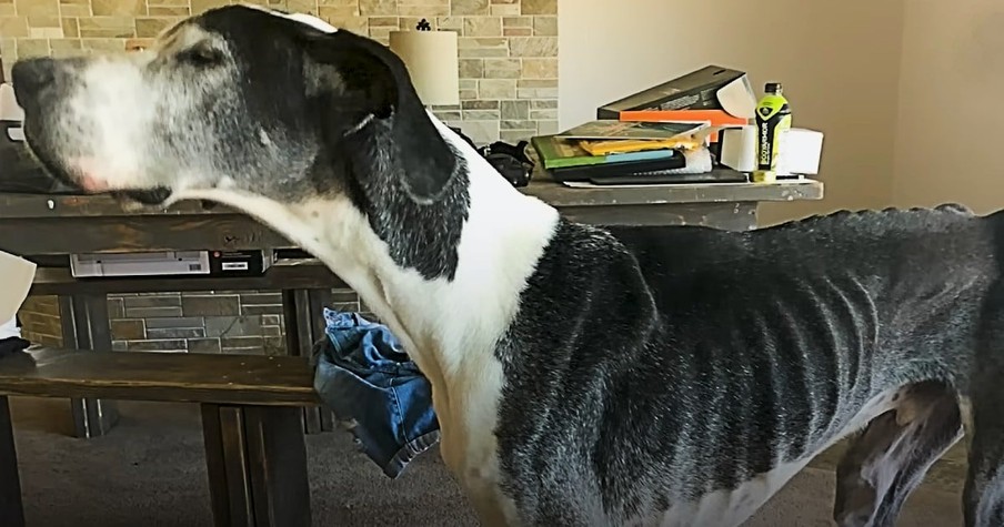 Senior Great Dane Who Was Just 'A Bag Of Bones' Goes Through Amazing Transformation