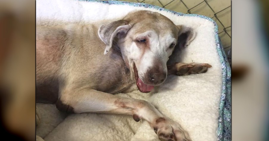 Overlooked Shelter Pup Desperately Waits 7 Years For Forever Home