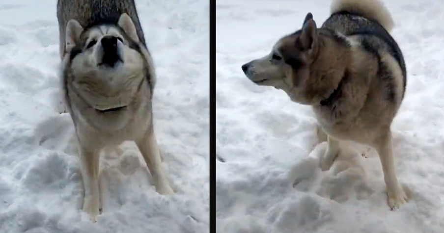 Siberian Husky Says No, Literally, Every Time His Mom Tries To Bring Him Inside From The Snow