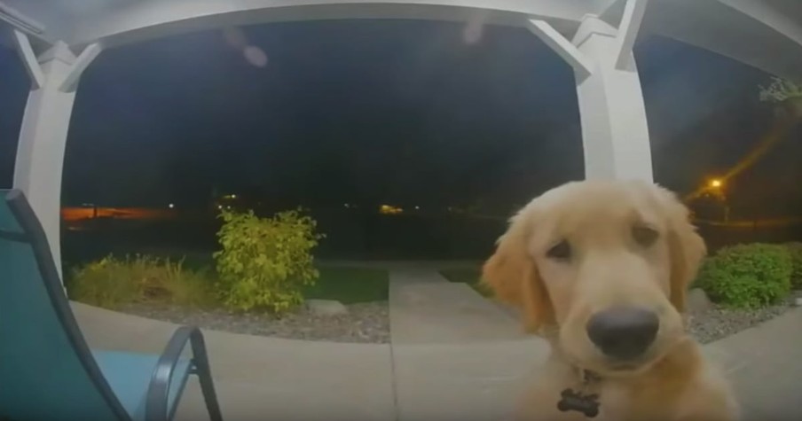 Smart Dog Uses Doorbell To Get Back Inside After Escaping In The Middle Of The Night