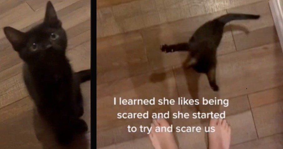 Sneaky Kitten Decides To Try And Scare Her Owner And It's Beyond Adorable