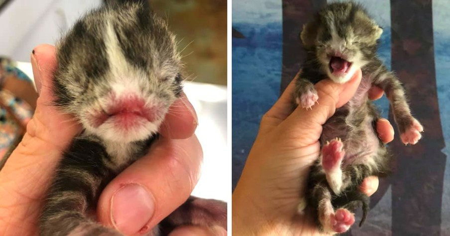 Special Needs Kitten Named Voldemort Born With No Nose Is Inspiring So Many