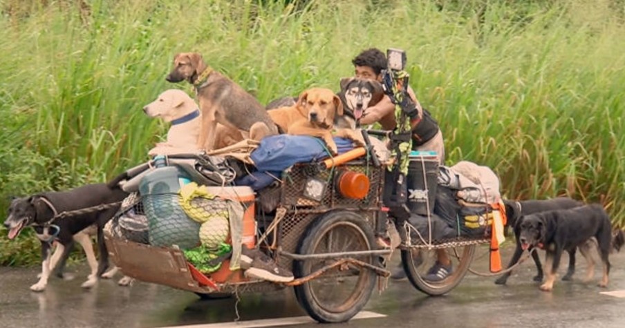 Stray Dogs in Mexico Fill His Cart in the Amazing Story Behind Edgardo Juarez, 'Savior of the Dogs'