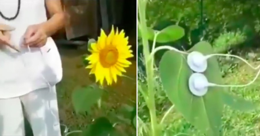 Woman Captures A Sunflower's Sound And It's Mesmerizing