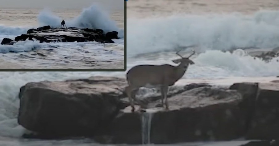 Bystanders Fret Over Deer Stranded in the Ocean, Then a Surfer Shows Up and Saves the Day