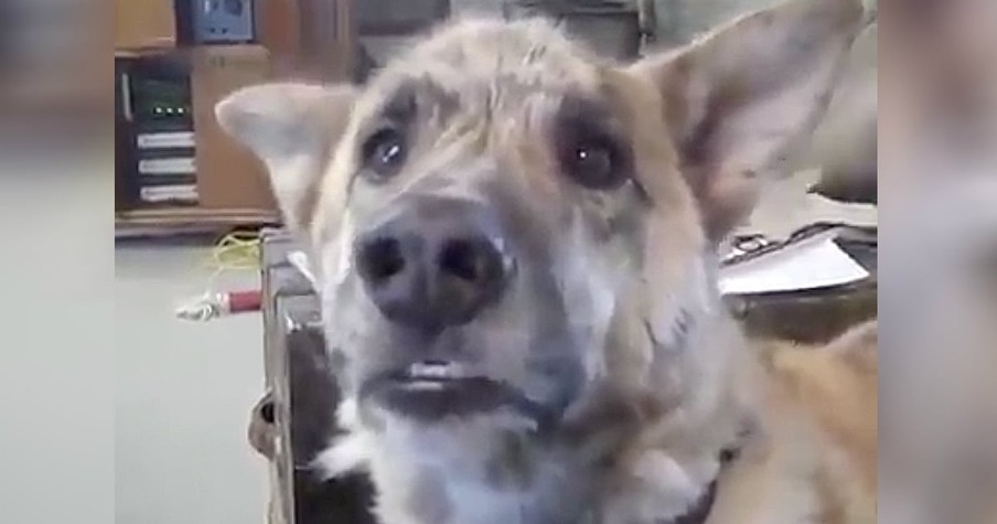 Talking Dog Bacon Tease Video Is A Hilarious Viral Classic That Never Gets Old