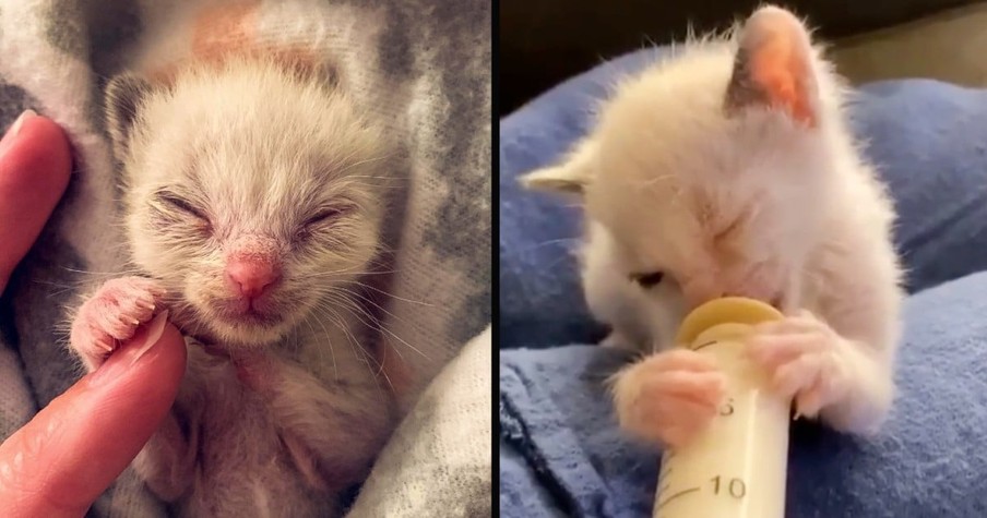 Mama Cat Rejects Her Baby And This Tiny Kitten Rescue May Be The Sweetest Thing I've Seen