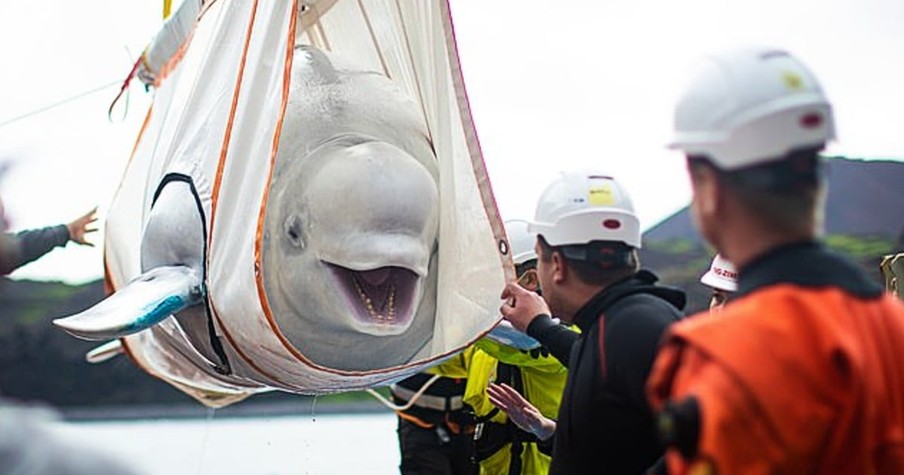 2 Beluga Whales Get Rescued And You Can See just How Much It Means To Them