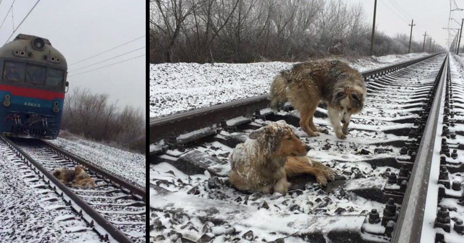 Truly Loyal Dog Spends 2 Days Protecting Injured Friend on Frozen Train Tracks