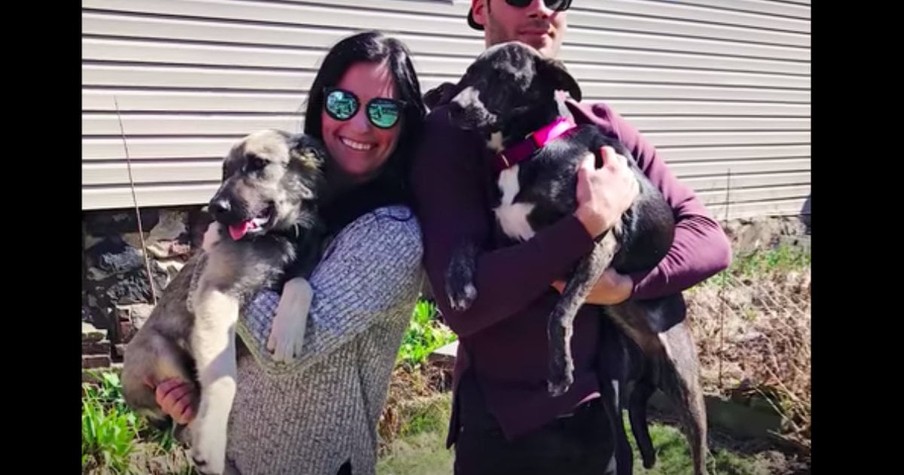 Couple's Vacation Turned Into An Unexpected Dog Rescue