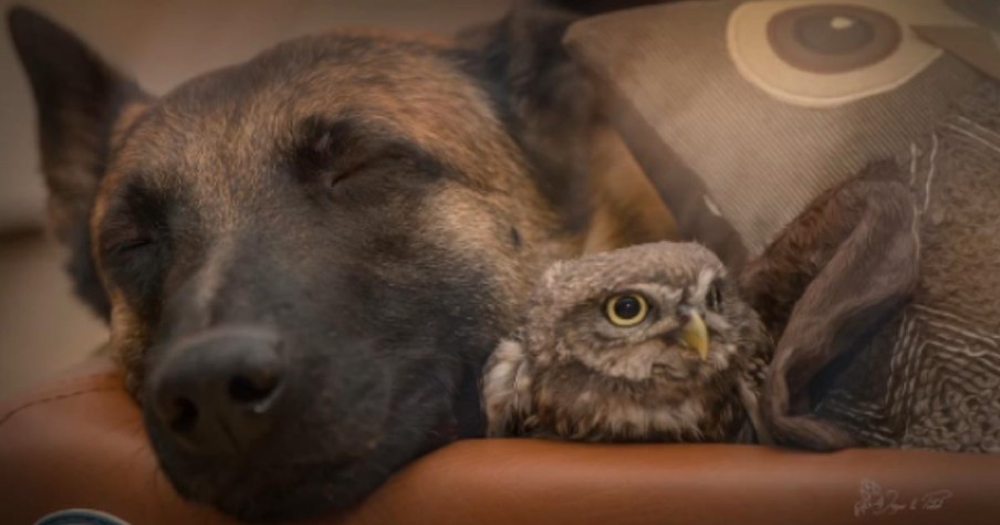 A Dog And Owl Make The Unlikeliest Of Pals, But Also The Sweetest