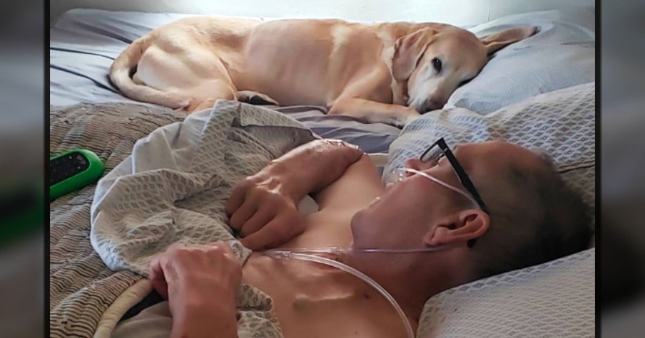 A Dog and His Veteran Owner Stay Together Until the Very End, Passing Away Just Hours Apart