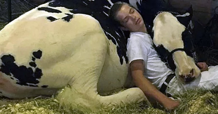 Heartwarming Story Of Boy Who Snuggled Up With Cow At State Fair