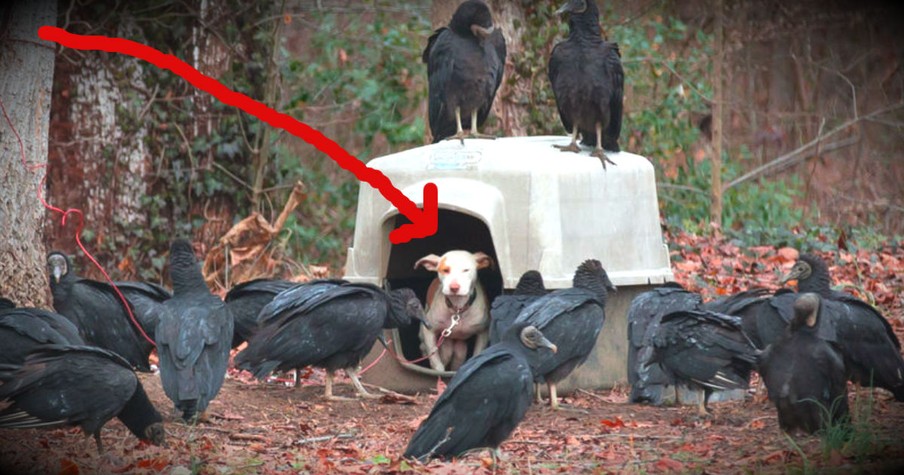 A Chained Dog Surrounded By Vultures Has Found A Loving Home