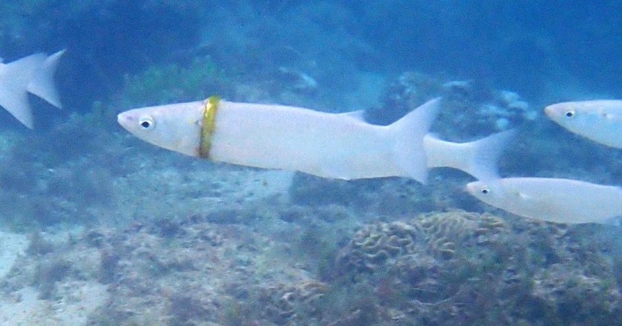 Snorkeler Posts Desperate Plea After Her Bizarre Discovery Of A Wedding Ring Found On A Fish