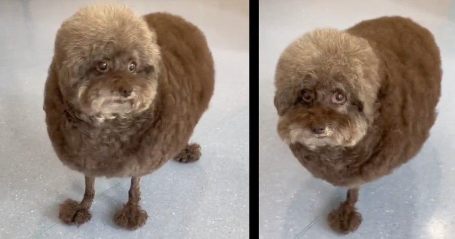 Dog Visits The Groomer And Becomes A Hilarious Example Of When Haircuts Go Wrong