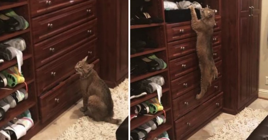 Wild Bobcat Mistaken For Lost House Cat Until Craigslist Plea Reveals The Truth