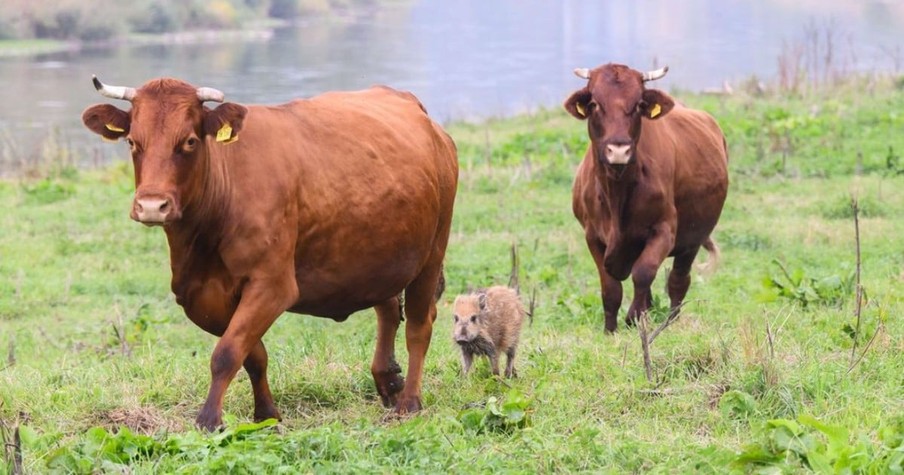 Wild Piglet Got Lost And Found His Home In The Most Unlikely Of Places Amongst A Herd Of Cows