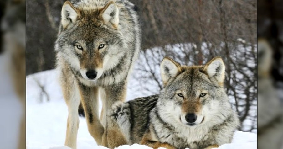 14 Wolves Went Into a Park And It Changed Everything