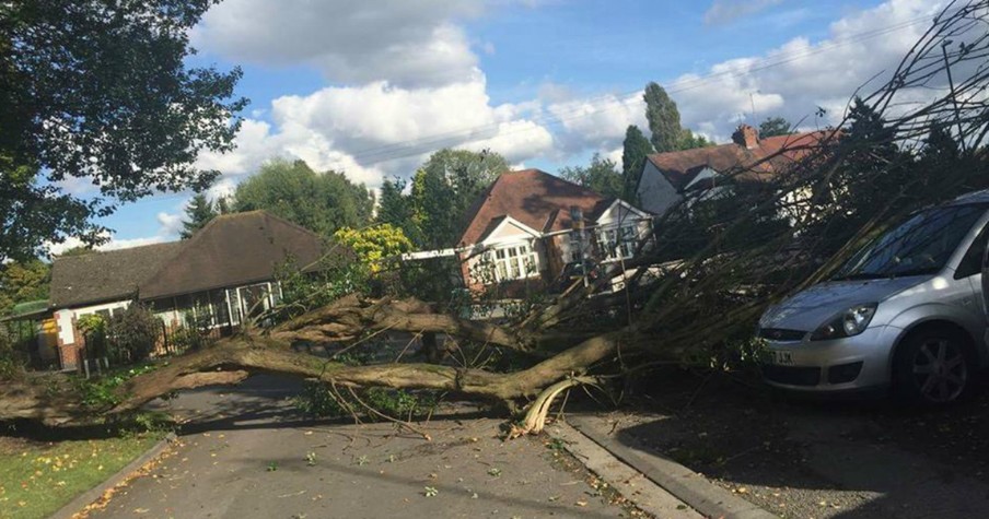 Woman Credits Guardian Angel For Her Safety After Huge Tree Crushes Her Car