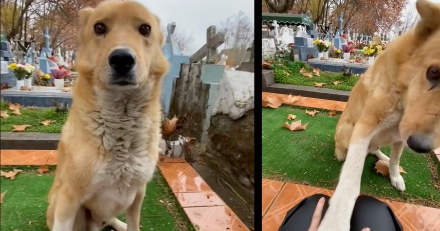 Heartbroken Woman Was Crying at Grave, Then a Furry Angel Showed up out of Nowhere