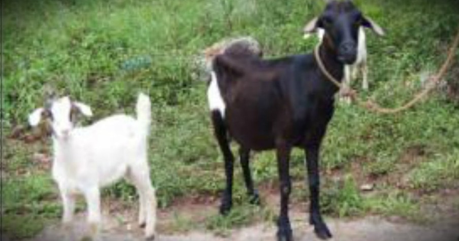 Widow Praises God For Saving Her Goats