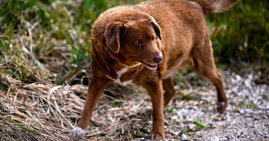 Folks Flock From All Over To Celebrate As The World's Oldest Dog, Bobi, Turns 31