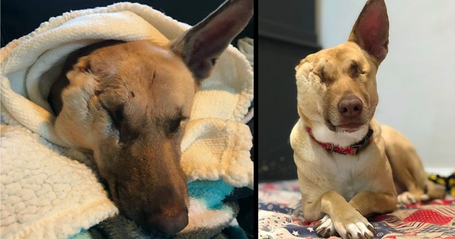 Wunderdog Maggie Endured The Unthinkable Only To Miraculously Recover 1 Year Later & Inspire All