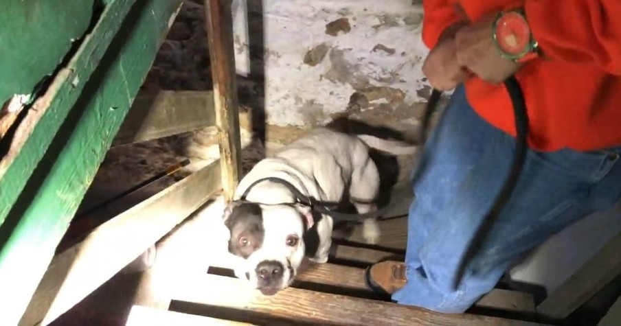 A Pit Bull Was Left In A Basement For A Long Time And Was Not Rescued Until Someone Purchased The Home