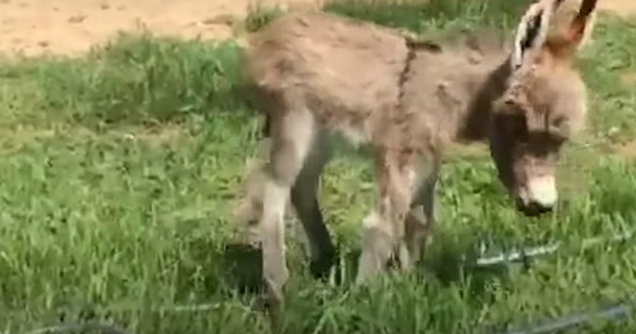 Adorable, Tiny Donkey Thinks He Is A House Dog