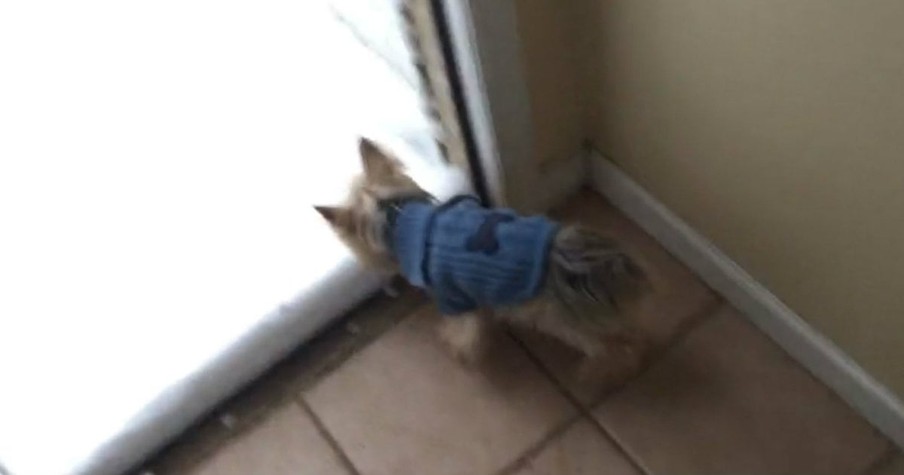 Hilarious Yorkie Has No Interest In Going Out Into The Snow