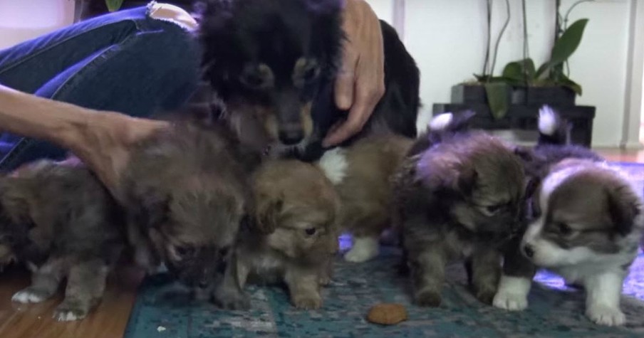 Momma Dog Fights Rescuers Fearing For Her Puppies