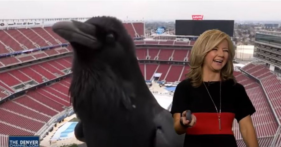 Bird Photobombed The Meteorologist During Her Report And It Was Hilarious