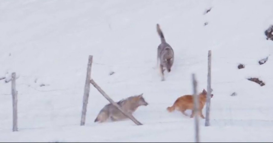 Brave Little Dog Faces Wolves When They Were Attacking Him