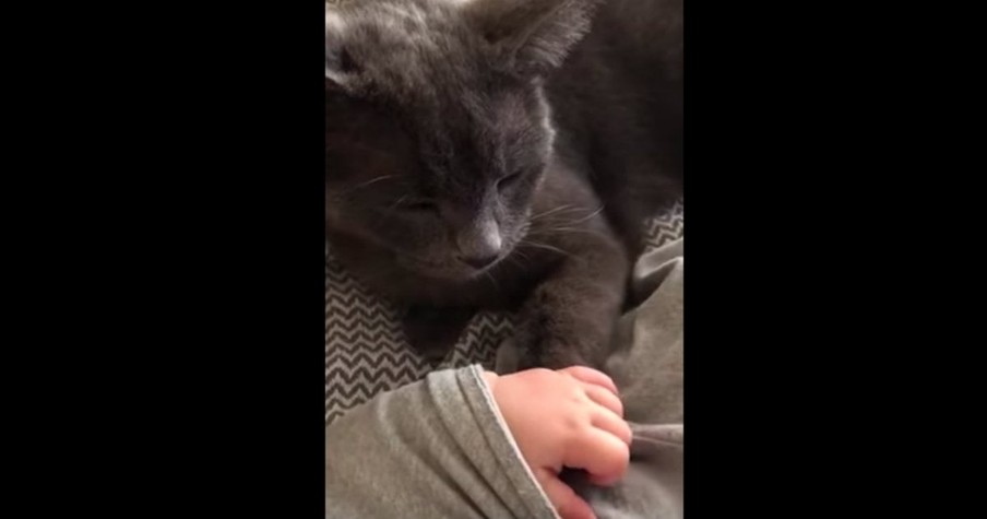 A Cat And A Baby Are Holding Hands During Nap Time And It Is So Precious