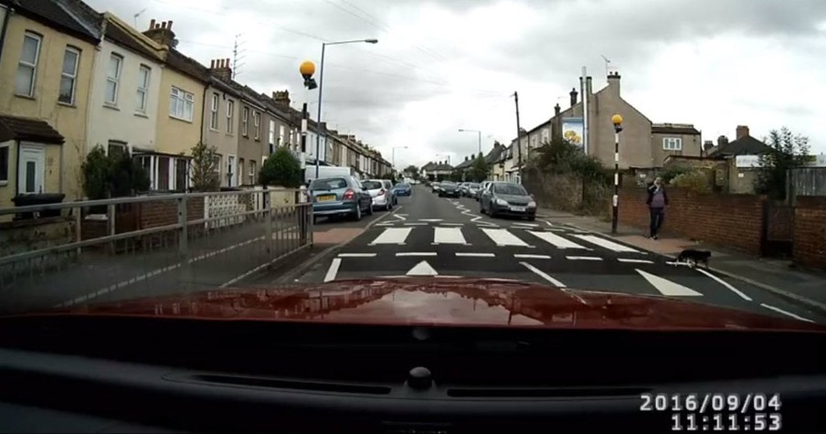 A Cat Wanted To Cross The Street, So He Waited For Traffic To Stop For Him