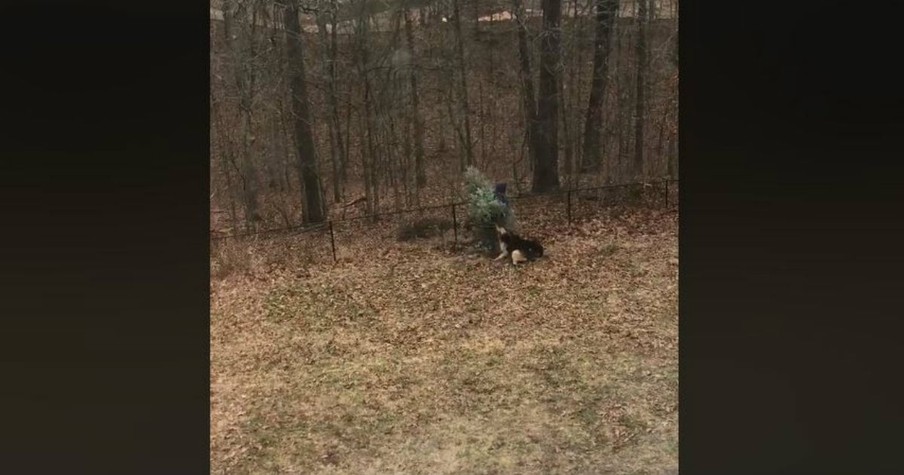 He Was Throwing Away The Christmas Tree When His Dog Had A Better Idea