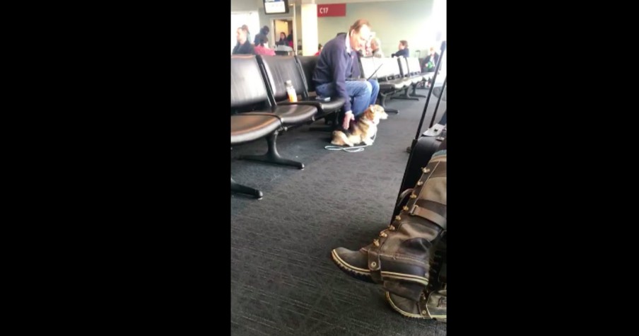 Corgi Senses Stranger In Airport Is In Need And Goes To Him