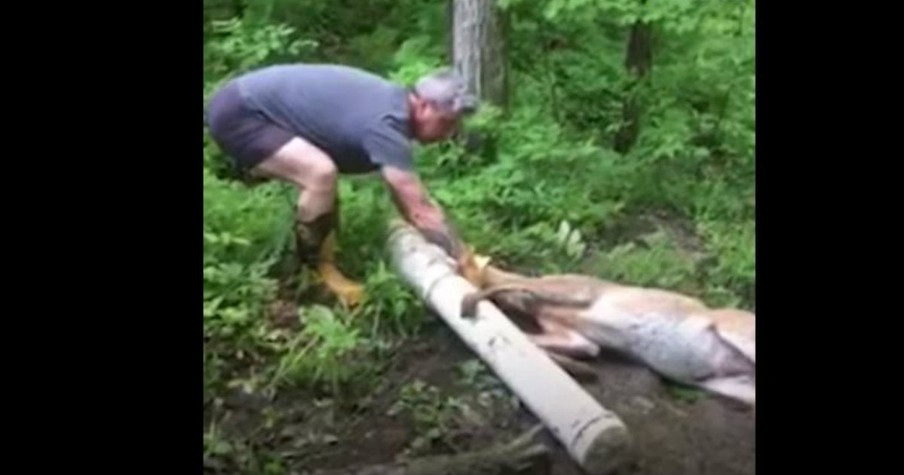 A Deer Got Her Head Stuck In A Pipe And A Couple Saved Her