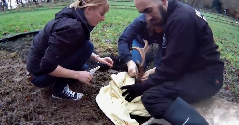 A Poor Deer Got His Antlers Stuck In A Wired Fence But He Was Saved Just In Time