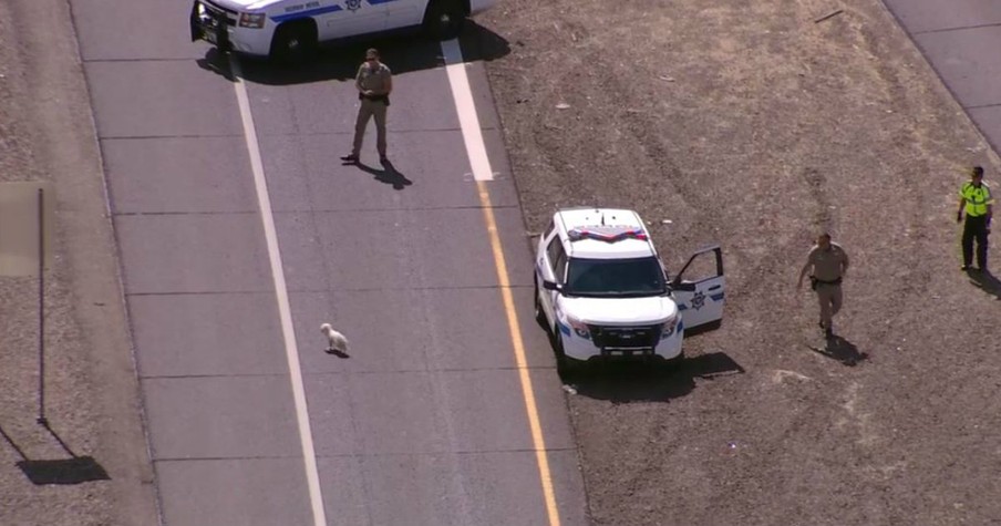 Traffic Was Backed Up On The Freeway All Because Of This Little Dog